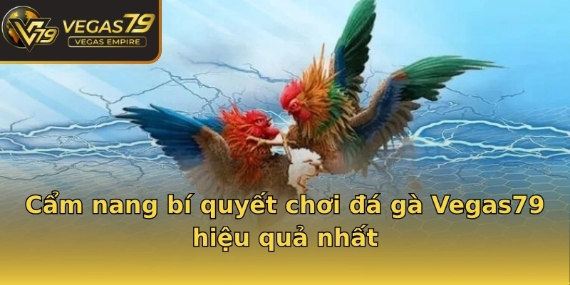 Cẩm nang bí quyết chơi đá gà Vegas79 hiệu quả nhất
