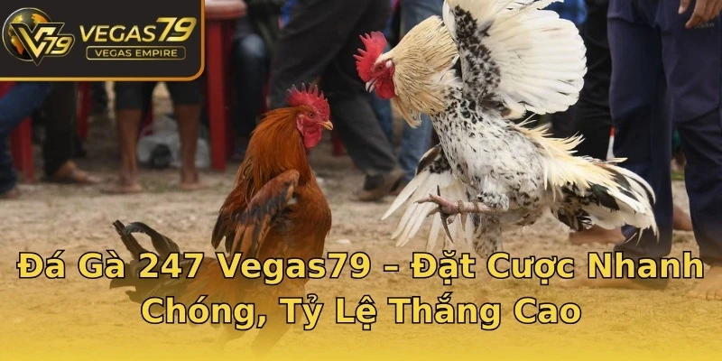 Đá Gà 247 Vegas79 – Đặt Cược Nhanh Chóng, Tỷ Lệ Thắng Cao