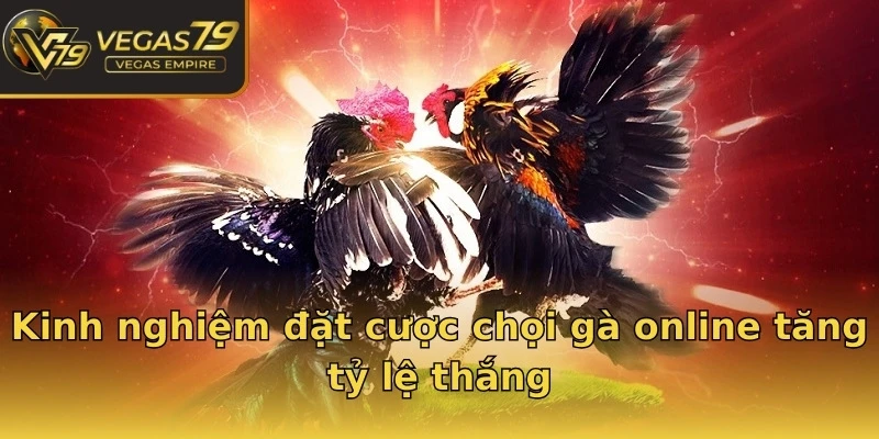 Kinh nghiệm đặt cược chọi gà online tăng tỷ lệ thắng