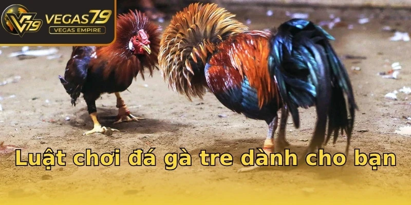 Luật chơi đá gà tre dành cho bạn