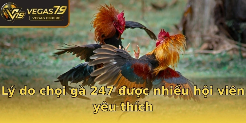 Lý do chọi gà 247 được nhiều hội viên yêu thích