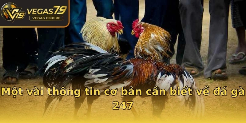 Một vài thông tin cơ bản cần biết về đá gà 247