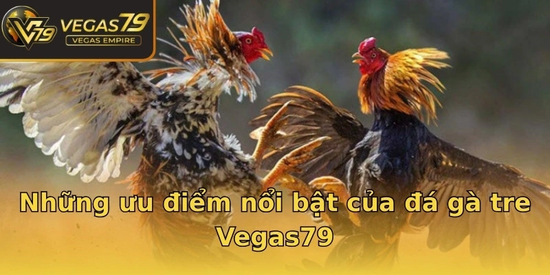 Những ưu điểm nổi bật của đá gà tre Vegas79