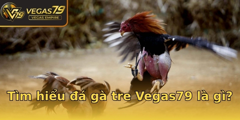 Tìm hiểu đá gà tre Vegas79 là gì?